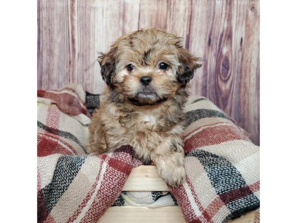 Pekapoo DOG Female Brown 16693 Petland Fairfield, Ohio