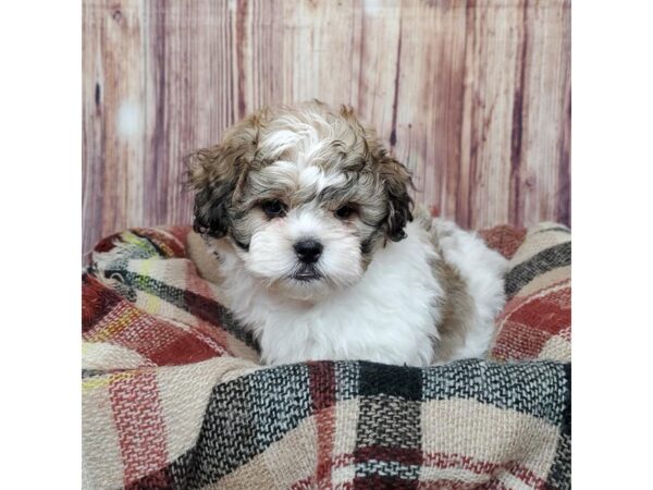 Pekapoo-DOG-Male-Brown/White-16692-Petland Fairfield, Ohio