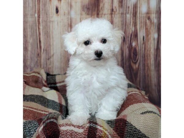 Havachon-DOG-Female-White-16691-Petland Fairfield, Ohio