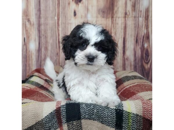 Shichon-DOG-Male-Black/White-16688-Petland Fairfield, Ohio