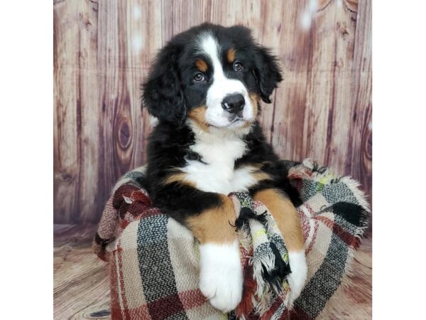 Bernese Mountain Dog DOG Male Black Tri 16686 Petland Fairfield, Ohio