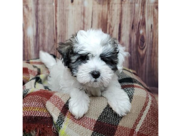 Havanese DOG Female White Parti 16685 Petland Fairfield, Ohio