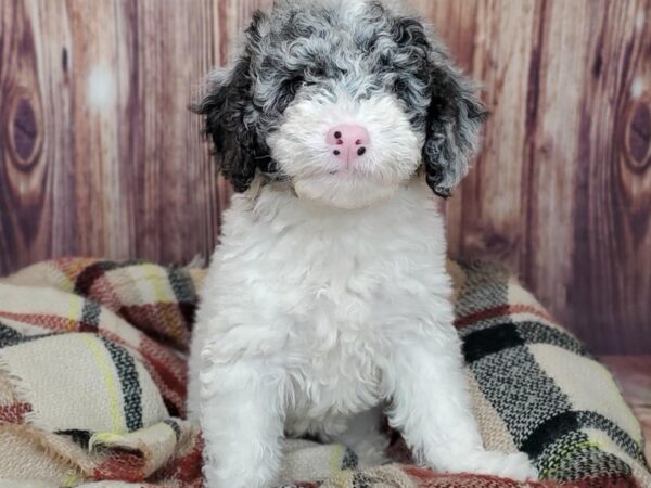 F1 B Mini Goldendoodle DOG Female Merle Parti 16682 Petland Fairfield, Ohio