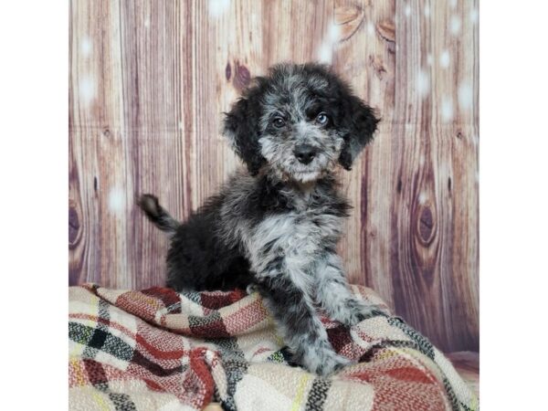 F1B Mini Goldendoodle-DOG-Female-Merle-16681-Petland Fairfield, Ohio