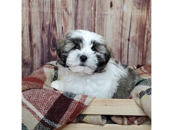 Lhasa Apso DOG Male Brown & White 16680 Petland Fairfield, Ohio