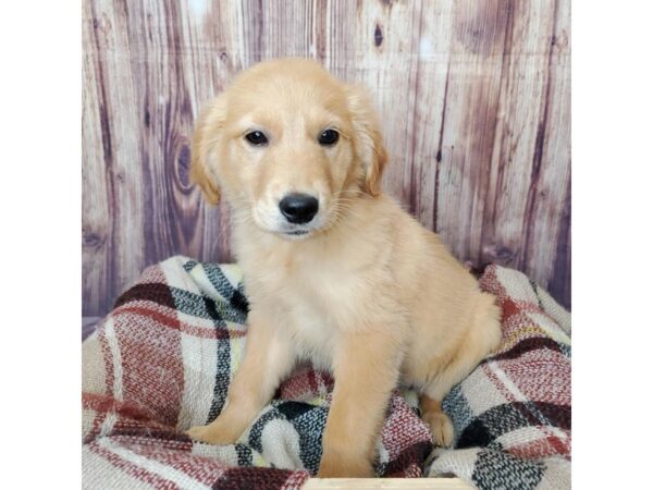 Golden Retriever DOG Female Golden 16670 Petland Fairfield, Ohio