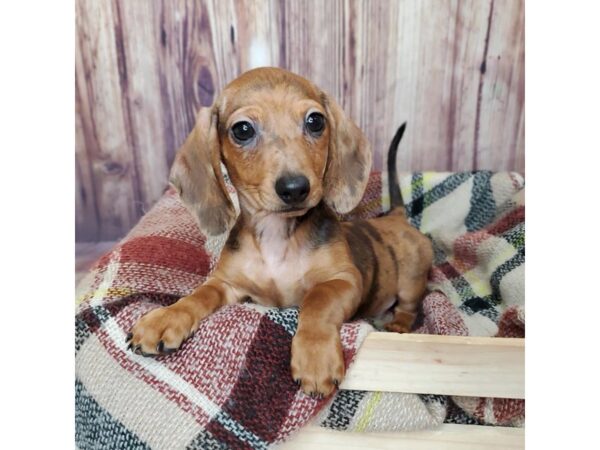 Dachshund-DOG-Male-Red Dapple-16669-Petland Fairfield, Ohio