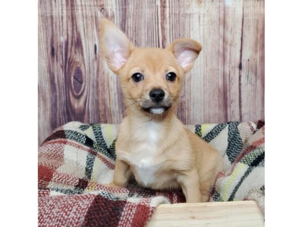 Chihuahua DOG Male Fawn 16667 Petland Fairfield, Ohio