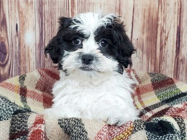 Shichon-DOG-Female-Black/White-16689-Petland Fairfield, Ohio