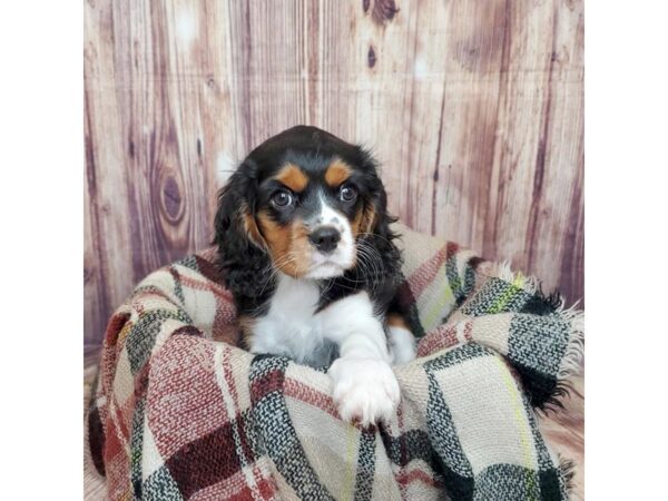 Cavalier King Charles Spaniel DOG Male Black Tan / White 16668 Petland Fairfield, Ohio