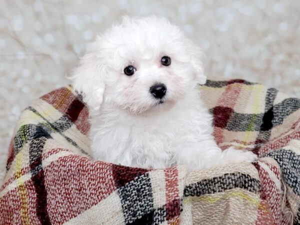 Bichon Frise DOG Male White 16705 Petland Fairfield, Ohio