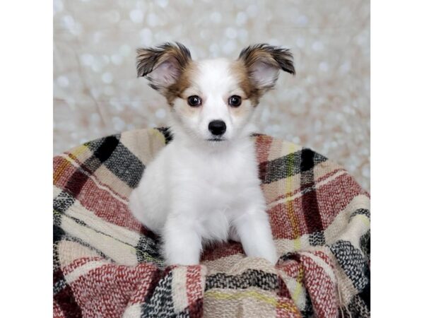 Papillon DOG Male Sable / White 16703 Petland Fairfield, Ohio