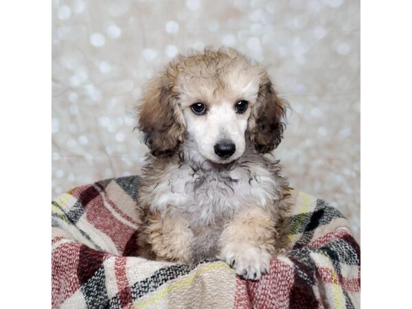 Poodle DOG Female Cafe Au Lait 16702 Petland Fairfield, Ohio