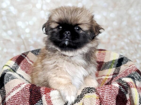 Pekingese DOG Male Sable 16698 Petland Fairfield, Ohio