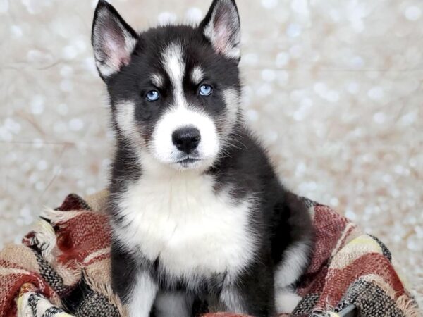 Siberian Husky DOG Female Black/White 16697 Petland Fairfield, Ohio