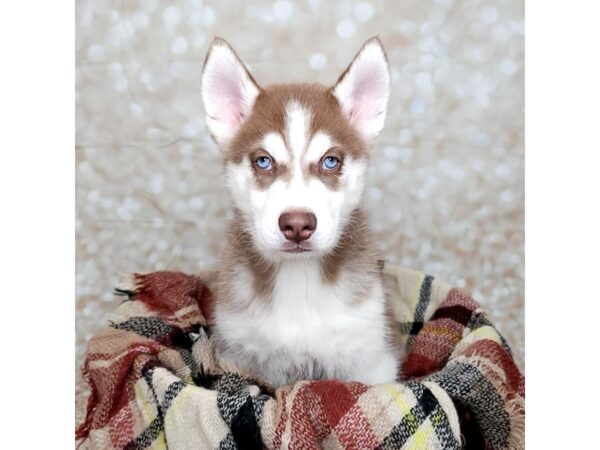 Siberian Husky DOG Male Red/White 16696 Petland Fairfield, Ohio