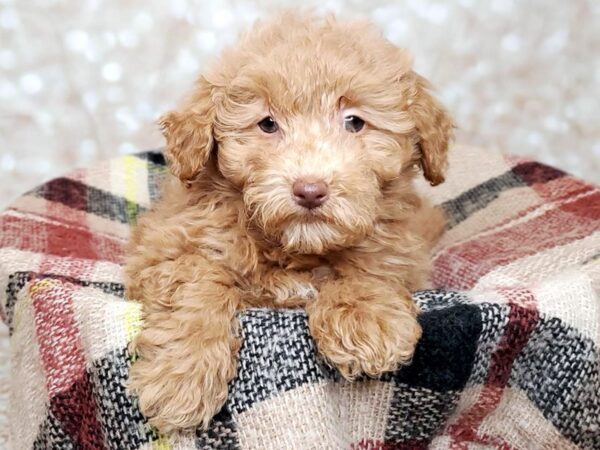 Havapoo-DOG-Male-Red-16694-Petland Fairfield, Ohio