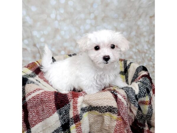 Maltese DOG Female White 16704 Petland Fairfield, Ohio