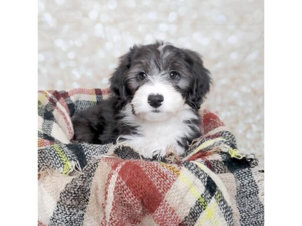 Sheepadoodle Mini DOG Male Blk&Wh 16707 Petland Fairfield, Ohio