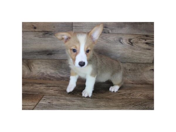 Pembroke Welsh Corgi DOG Female Red / White 16725 Petland Fairfield, Ohio