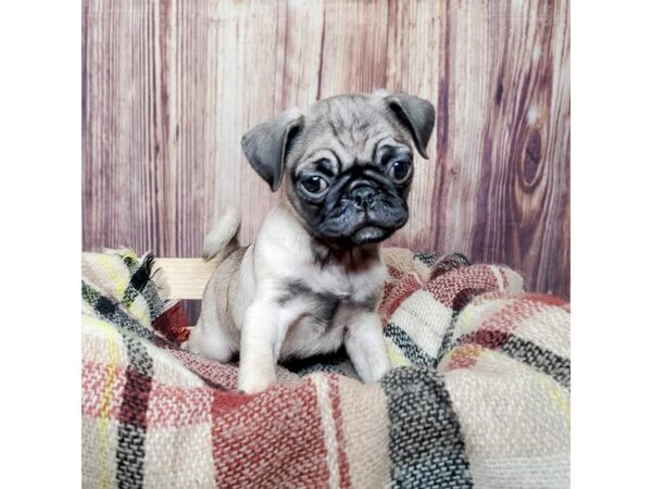 Pug DOG Female Fawn 16723 Petland Fairfield, Ohio