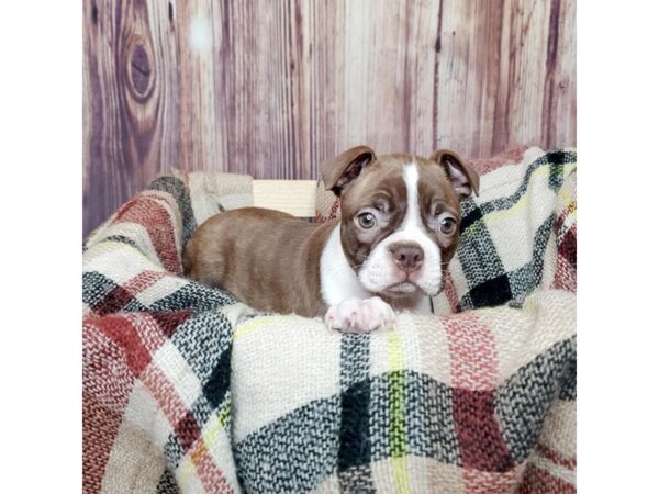 Boston Terrier DOG Male Seal / White 16722 Petland Fairfield, Ohio