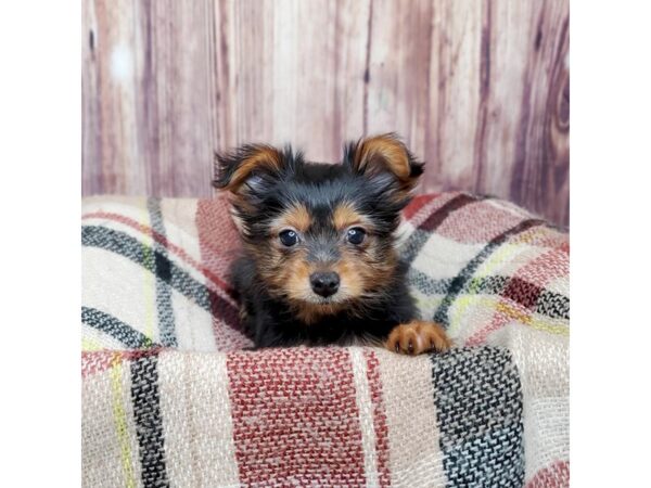 Yorkshire Terrier DOG Male Black / Tan 16721 Petland Fairfield, Ohio