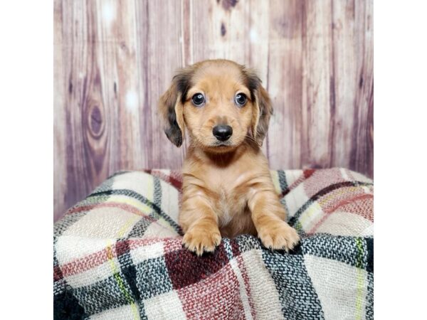 Dachshund-DOG-Male-Red-16720-Petland Fairfield, Ohio