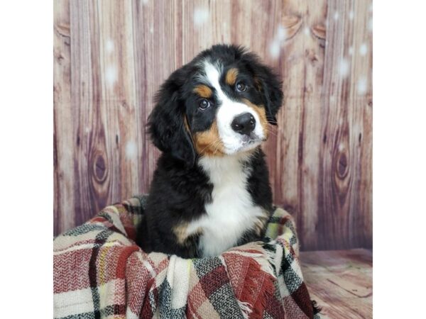 Bernese Mountain Dog DOG Male Black Tri 16708 Petland Fairfield, Ohio