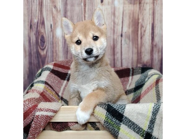 Shiba Inu-DOG-Male-Red Sesame-16719-Petland Fairfield, Ohio