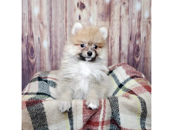 Pomeranian DOG Male Red Sable 16717 Petland Fairfield, Ohio