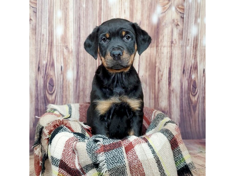 Rottweiler Puppy Black / Rust ID:16716 Located at Petland Fairfield, Ohio