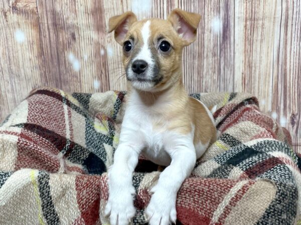 Jack Russell Terrier DOG Female Tan / White 16732 Petland Fairfield, Ohio