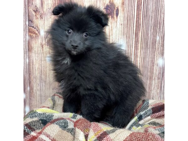 Pomeranian DOG Male Black 16731 Petland Fairfield, Ohio