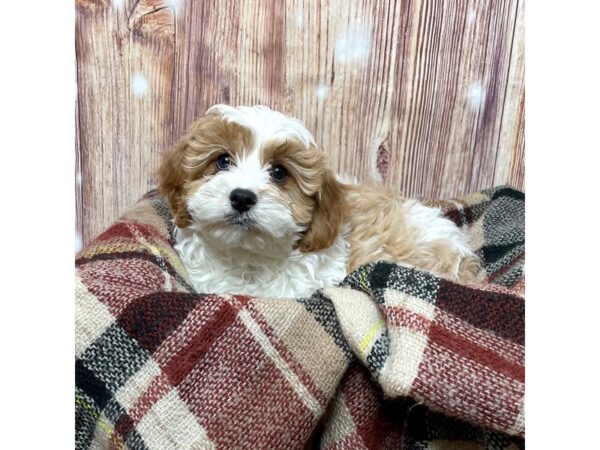 Cavapoo DOG Male White / Apricot 16730 Petland Fairfield, Ohio