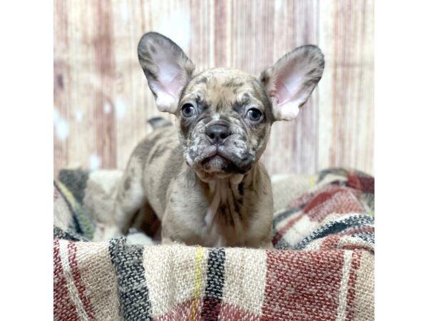 Frenchton DOG Female Tan Merle 16729 Petland Fairfield, Ohio