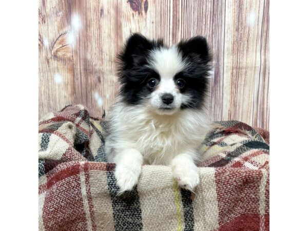 Pomeranian DOG Female Black/White 16728 Petland Fairfield, Ohio