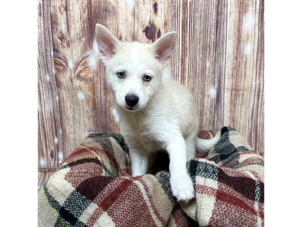 Pomsky DOG Male Cream/White 16727 Petland Fairfield, Ohio