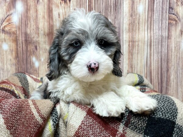 Mini Sheepadoodle-DOG-Female-Merle/Parti-16726-Petland Fairfield, Ohio