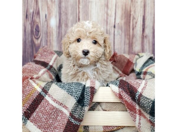 Teddy Bear DOG Male White 16710 Petland Fairfield, Ohio