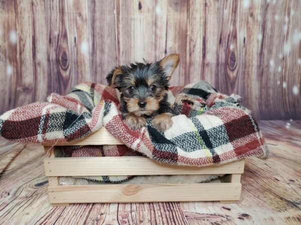 Yorkshire Terrier DOG Female Black / Tan 16733 Petland Fairfield, Ohio