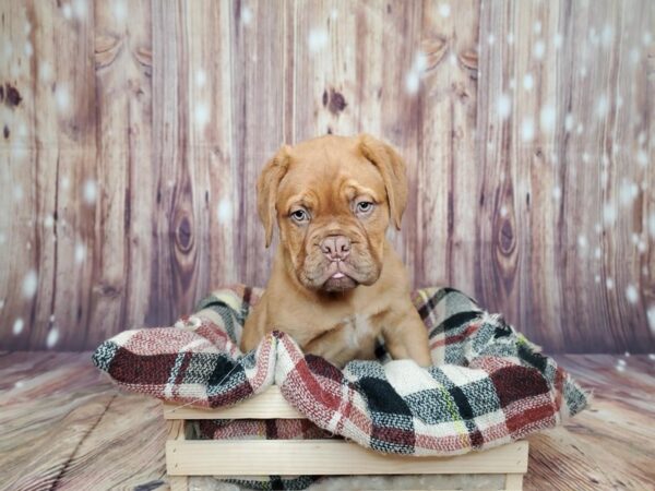 Dogue de Bordeaux DOG Female Red 16734 Petland Fairfield, Ohio