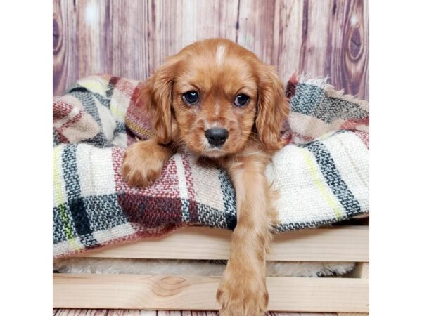 Cavalier King Charles Spaniel DOG Male Ruby 16737 Petland Fairfield, Ohio