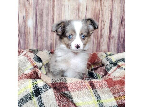 Toy Australian Shepherd-DOG-Male-Blue Merle-16735-Petland Fairfield, Ohio