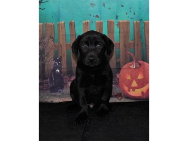 Labrador Retriever DOG Male Black 16738 Petland Fairfield, Ohio