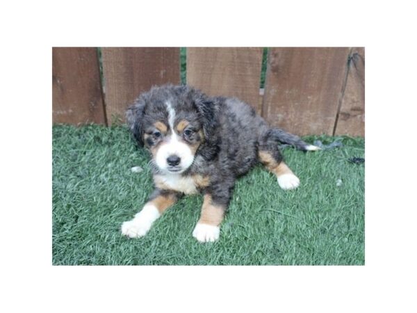 Bernedoodle Mini-DOG-Female-Blue Merle / Tan-16741-Petland Fairfield, Ohio