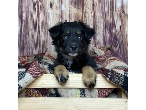 Miniature American Shepherd-DOG-Male-Black White / Tan-16743-Petland Fairfield, Ohio