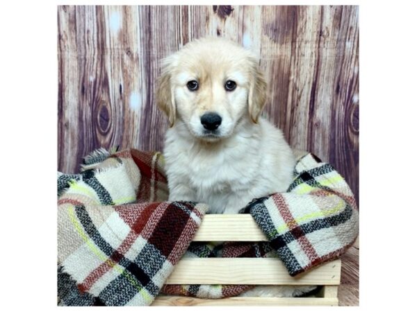 Golden Retriever DOG Female Light Golden 16744 Petland Fairfield, Ohio