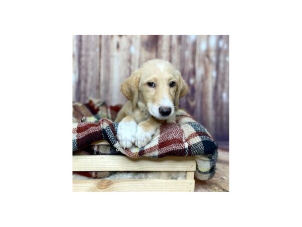 Poodle/Anatolian Shepherd-DOG-Female-Apricot-16748-Petland Fairfield, Ohio