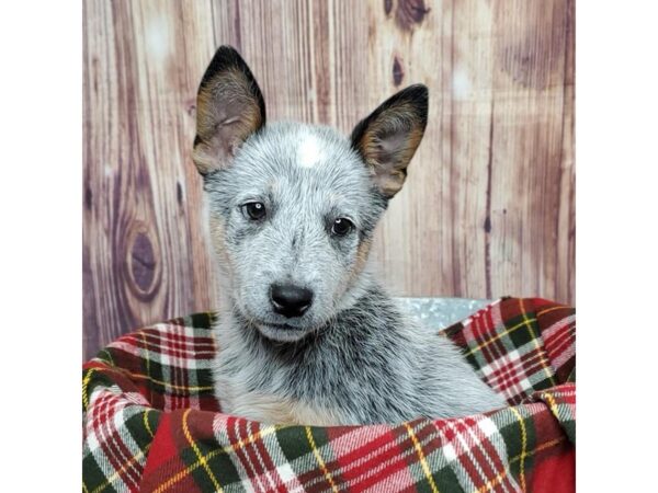 Australian Cattle Dog-DOG-Male-Blue Mottled-16742-Petland Fairfield, Ohio